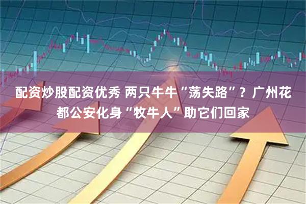 配资炒股配资优秀 两只牛牛“荡失路”？广州花都公安化身“牧牛人”助它们回家